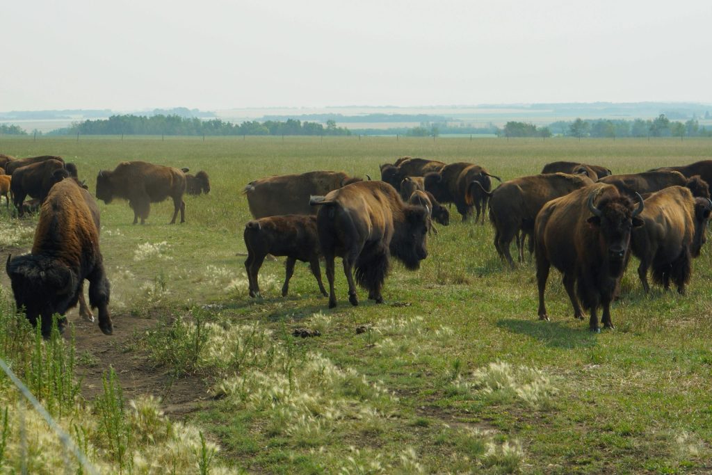 Saskatchewan – Saskatchewan Experience: Students